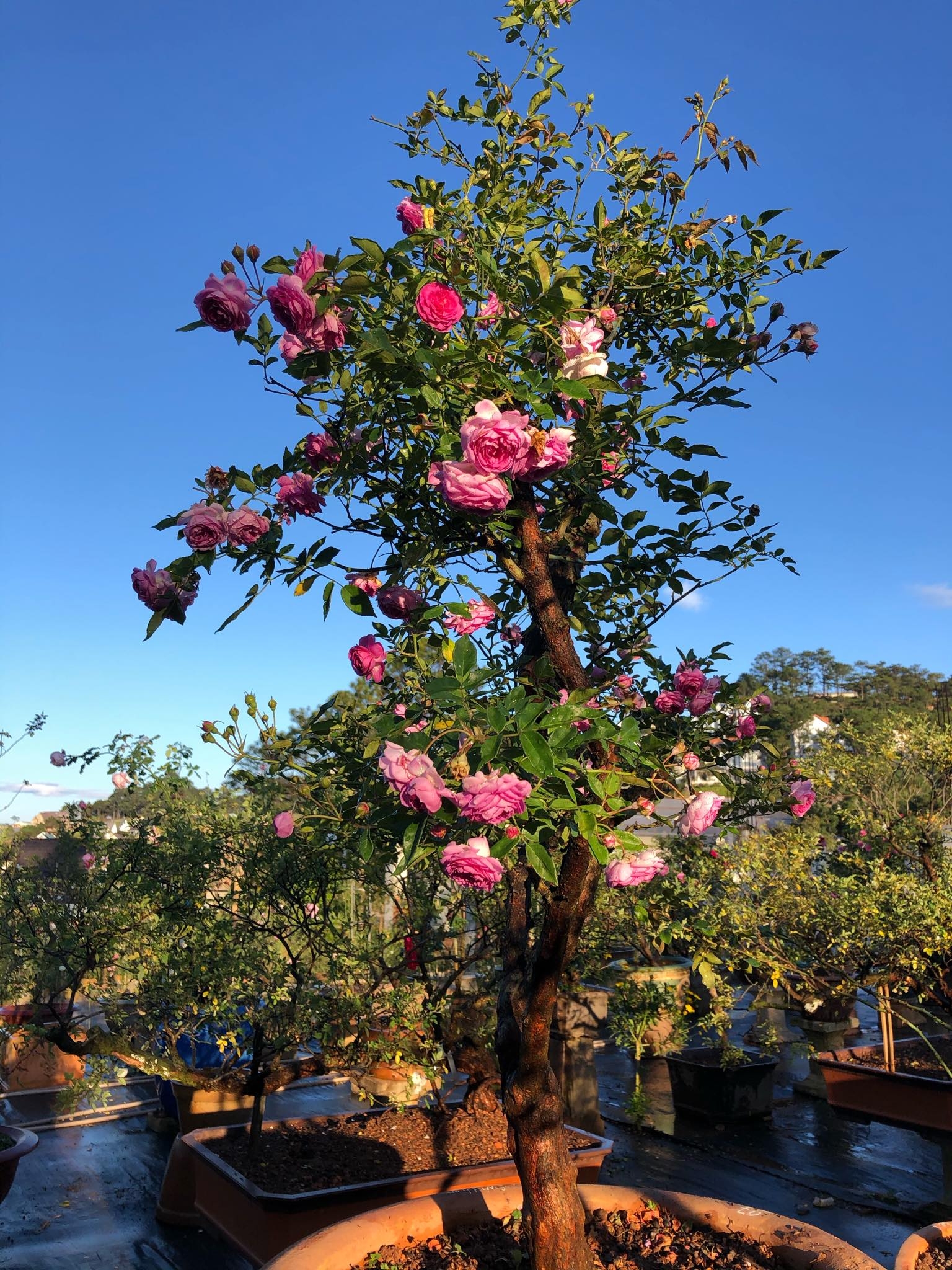 Khu vườn với những gốc hồng bonsai trị giá hàng trăm triệu ở Đà Lạt khu vuon voi nhung goc hong bonsai tri gia hang tram trieu o da lat