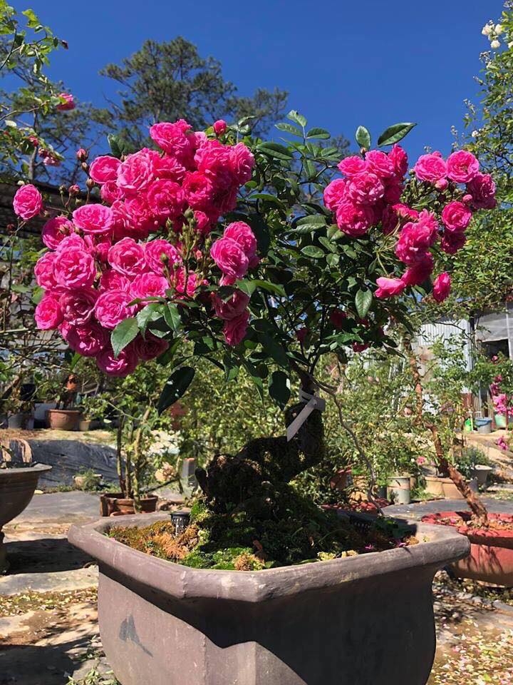 Khu vườn với những gốc hồng bonsai trị giá hàng trăm triệu ở Đà Lạt khu vuon voi nhung goc hong bonsai tri gia hang tram trieu o da lat
