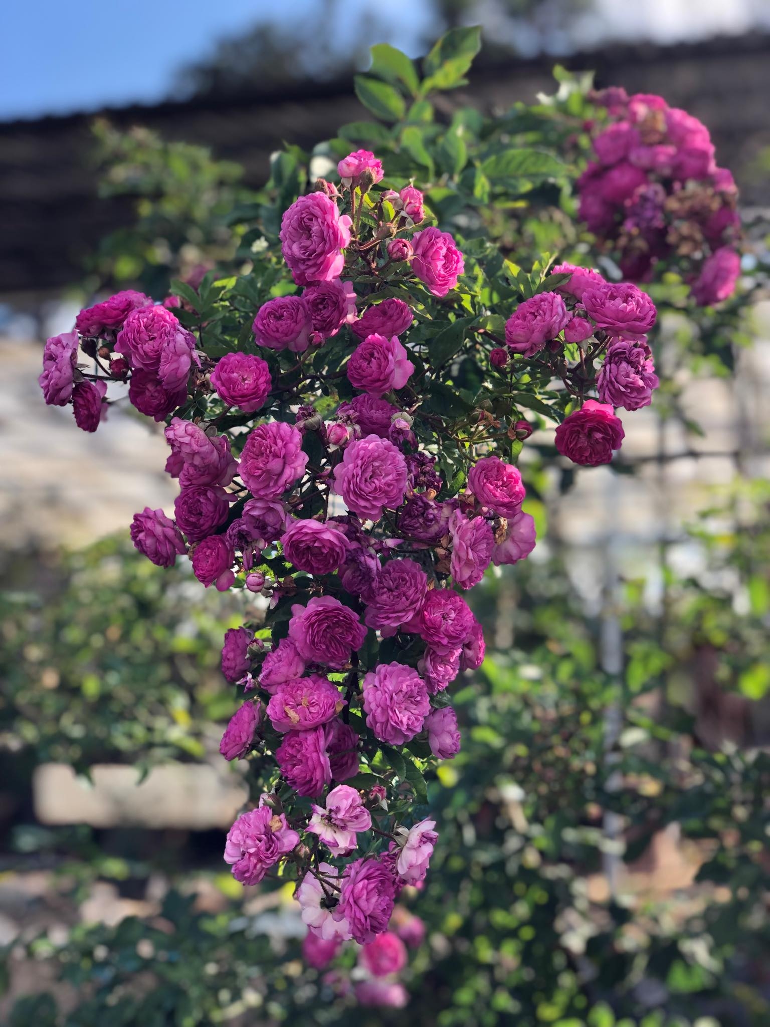 Khu vườn với những gốc hồng bonsai trị giá hàng trăm triệu ở Đà Lạt khu vuon voi nhung goc hong bonsai tri gia hang tram trieu o da lat