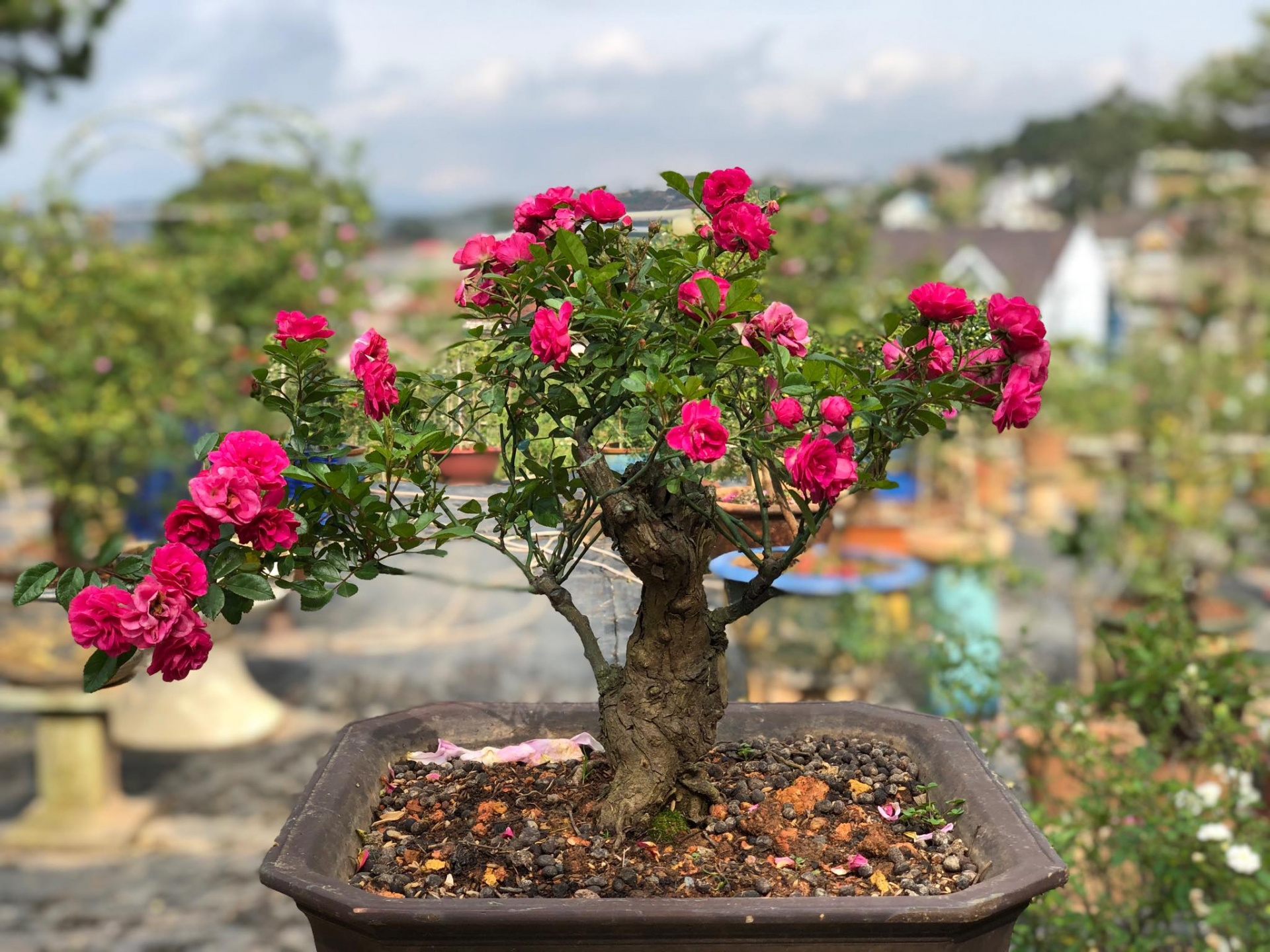 Khu vườn với những gốc hồng bonsai trị giá hàng trăm triệu ở Đà Lạt khu vuon voi nhung goc hong bonsai tri gia hang tram trieu o da lat