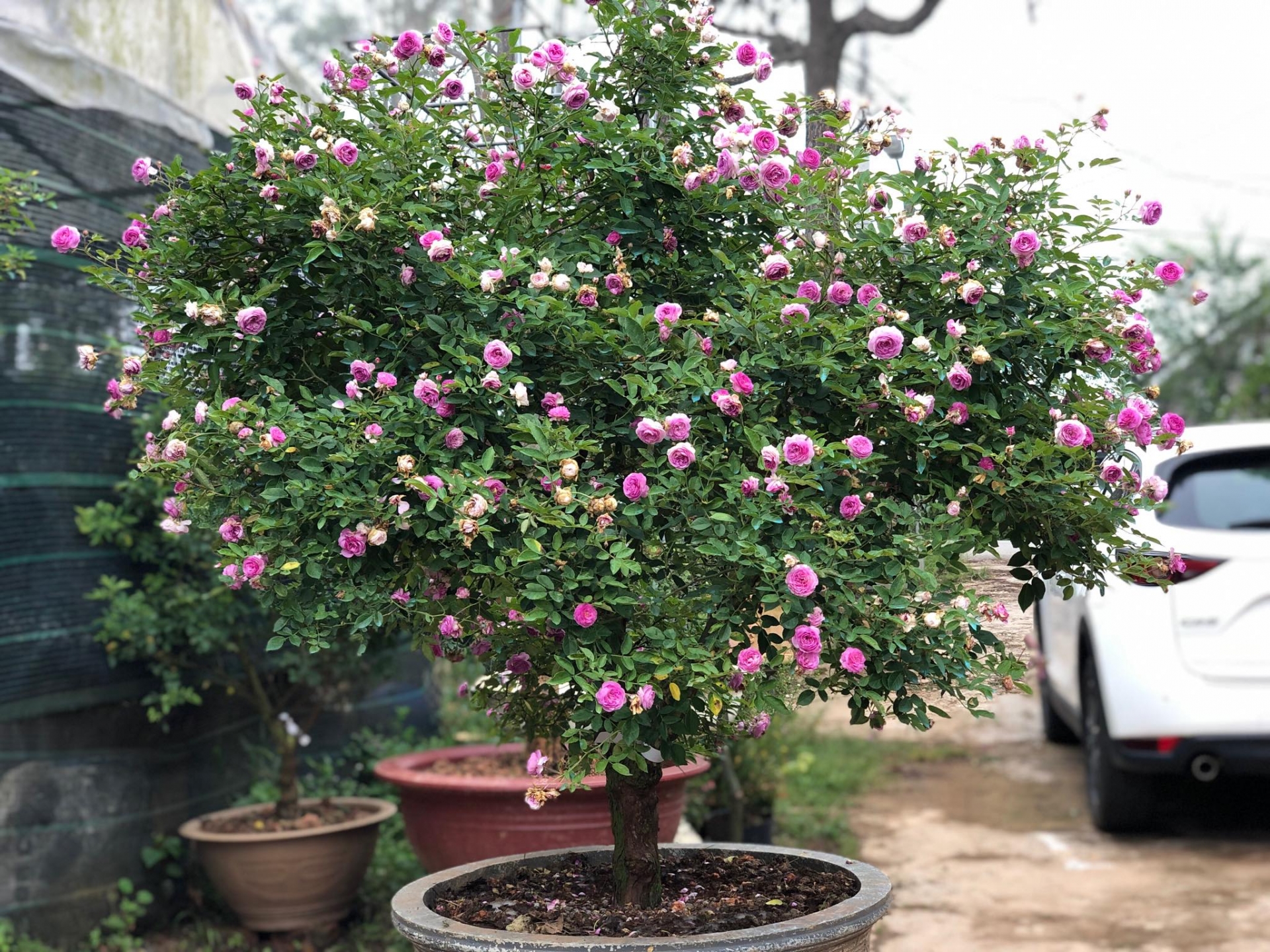 Khu vườn với những gốc hồng bonsai trị giá hàng trăm triệu ở Đà Lạt khu vuon voi nhung goc hong bonsai tri gia hang tram trieu o da lat