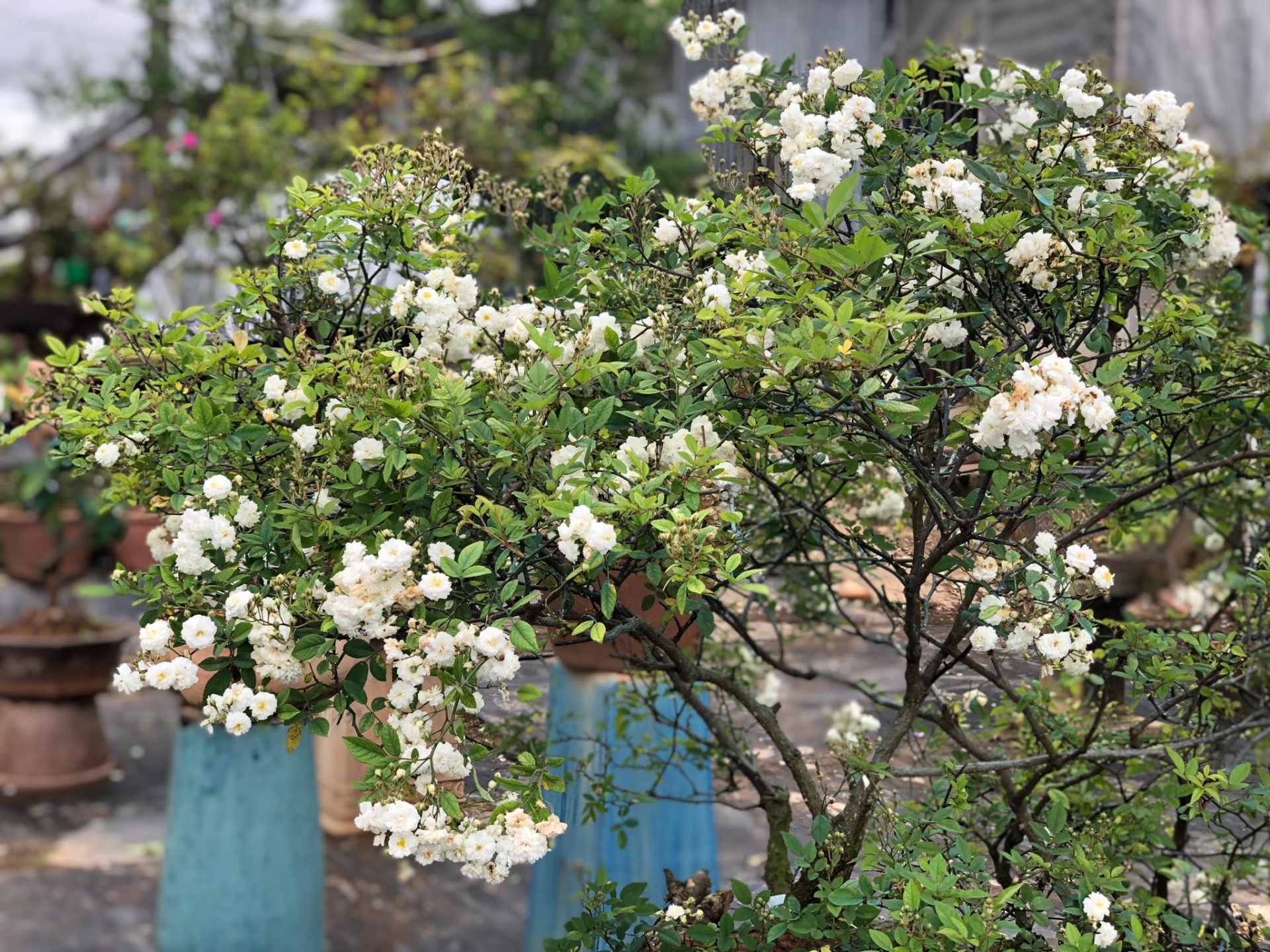 Khu vườn với những gốc hồng bonsai trị giá hàng trăm triệu ở Đà Lạt khu vuon voi nhung goc hong bonsai tri gia hang tram trieu o da lat