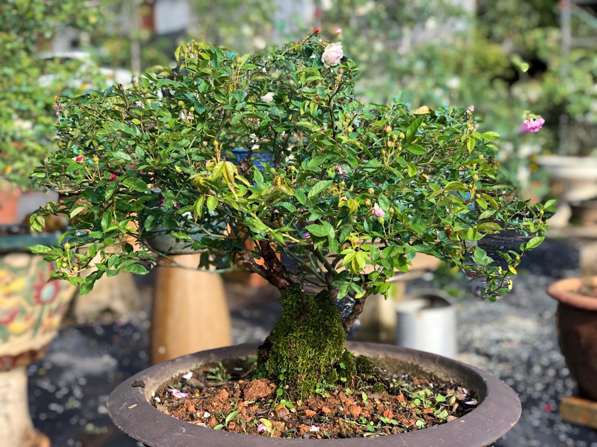 Khu vườn với những gốc hồng bonsai trị giá hàng trăm triệu ở Đà Lạt khu vuon voi nhung goc hong bonsai tri gia hang tram trieu o da lat