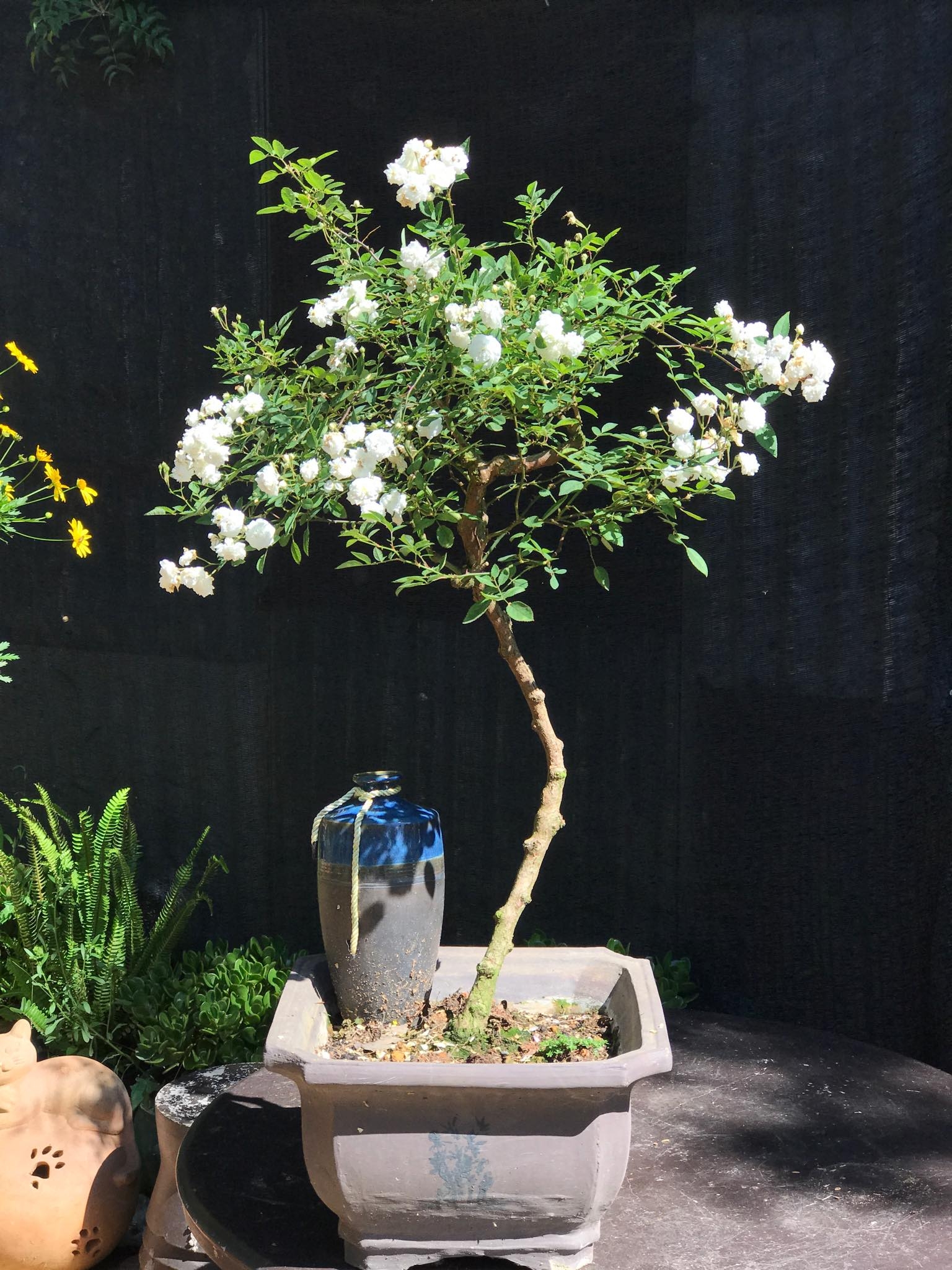 Khu vườn với những gốc hồng bonsai trị giá hàng trăm triệu ở Đà Lạt khu vuon voi nhung goc hong bonsai tri gia hang tram trieu o da lat