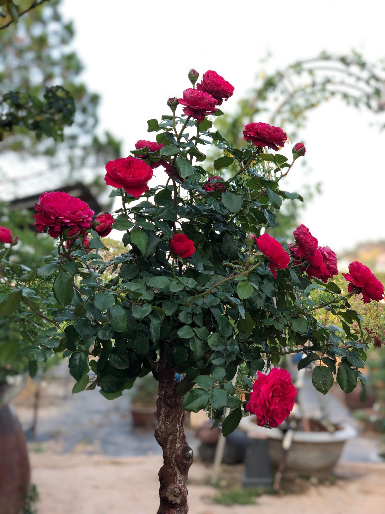 Khu vườn với những gốc hồng bonsai trị giá hàng trăm triệu ở Đà Lạt khu vuon voi nhung goc hong bonsai tri gia hang tram trieu o da lat