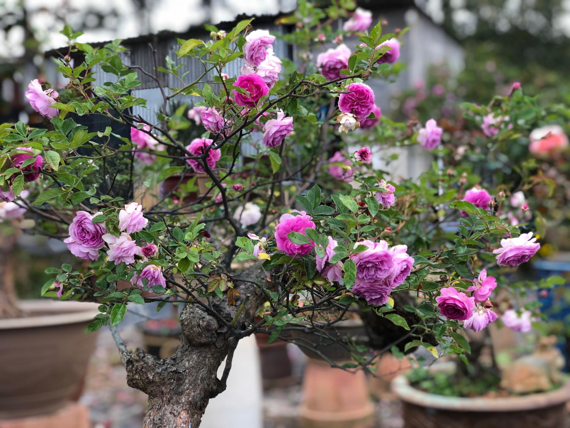 Khu vườn với những gốc hồng bonsai trị giá hàng trăm triệu ở Đà Lạt khu vuon voi nhung goc hong bonsai tri gia hang tram trieu o da lat
