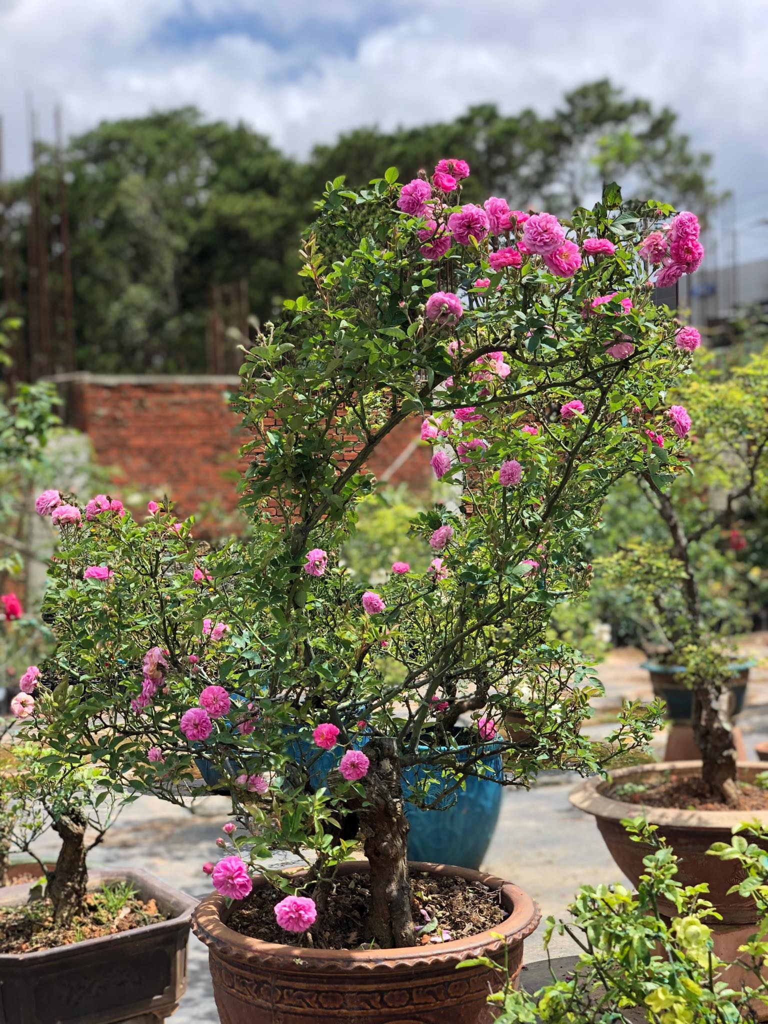 Khu vườn với những gốc hồng bonsai trị giá hàng trăm triệu ở Đà Lạt khu vuon voi nhung goc hong bonsai tri gia hang tram trieu o da lat