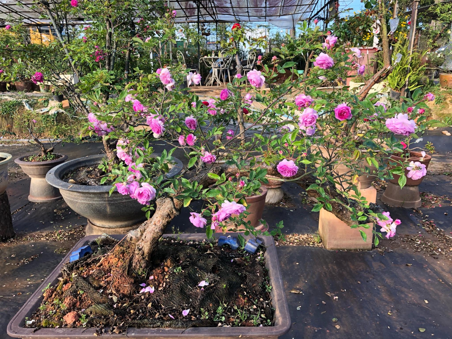 Khu vườn với những gốc hồng bonsai trị giá hàng trăm triệu ở Đà Lạt khu vuon voi nhung goc hong bonsai tri gia hang tram trieu o da lat