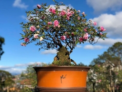 da lat doc dao khong gian nghe thuat van hoa dan toc ben ho xuan huong