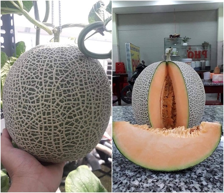 Khu vườn sân thượng đầy ắp cây trái xum xuê của ông bố trẻ ở Sài Gòn khu vuon san thuong day ap cay trai xum xue cua ong bo tre o sai gon