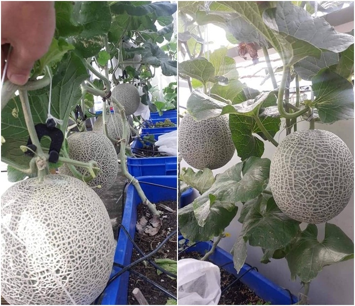 Khu vườn sân thượng đầy ắp cây trái xum xuê của ông bố trẻ ở Sài Gòn khu vuon san thuong day ap cay trai xum xue cua ong bo tre o sai gon