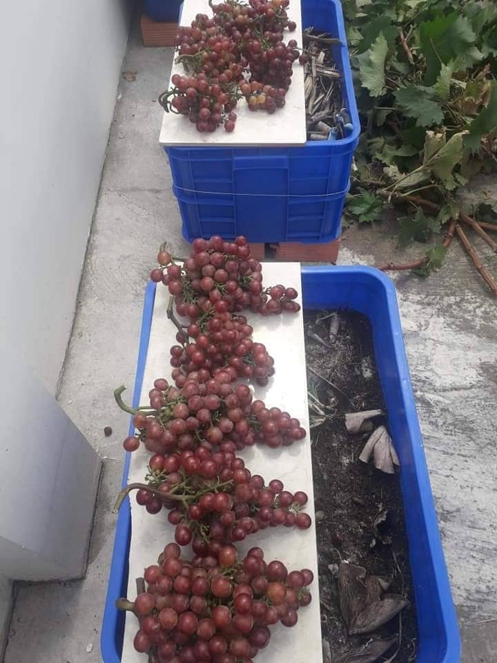 Khu vườn sân thượng đầy ắp cây trái xum xuê của ông bố trẻ ở Sài Gòn khu vuon san thuong day ap cay trai xum xue cua ong bo tre o sai gon