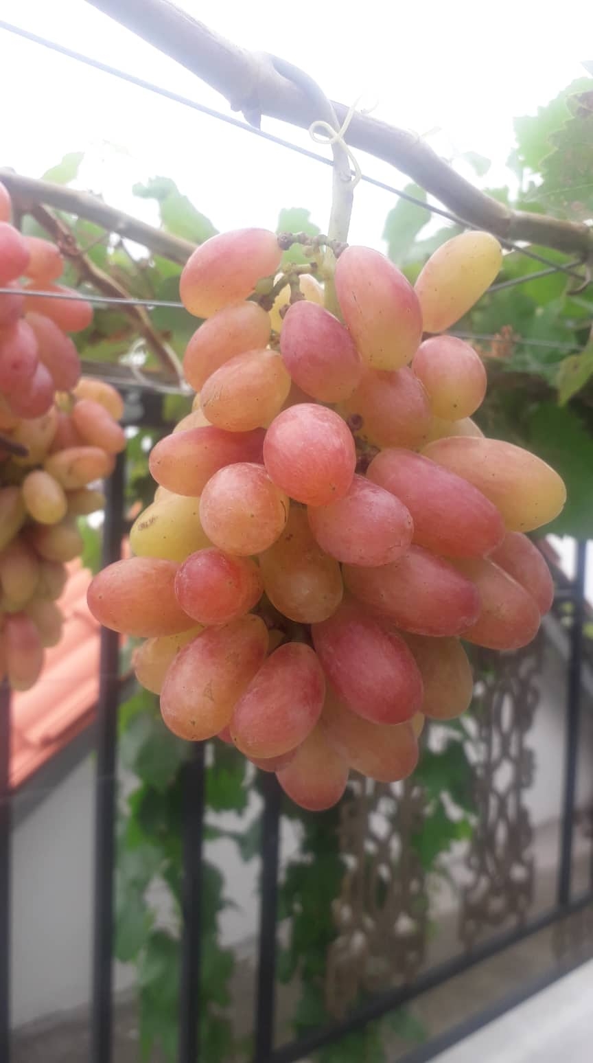 Khu vườn sân thượng đầy ắp cây trái xum xuê của ông bố trẻ ở Sài Gòn khu vuon san thuong day ap cay trai xum xue cua ong bo tre o sai gon