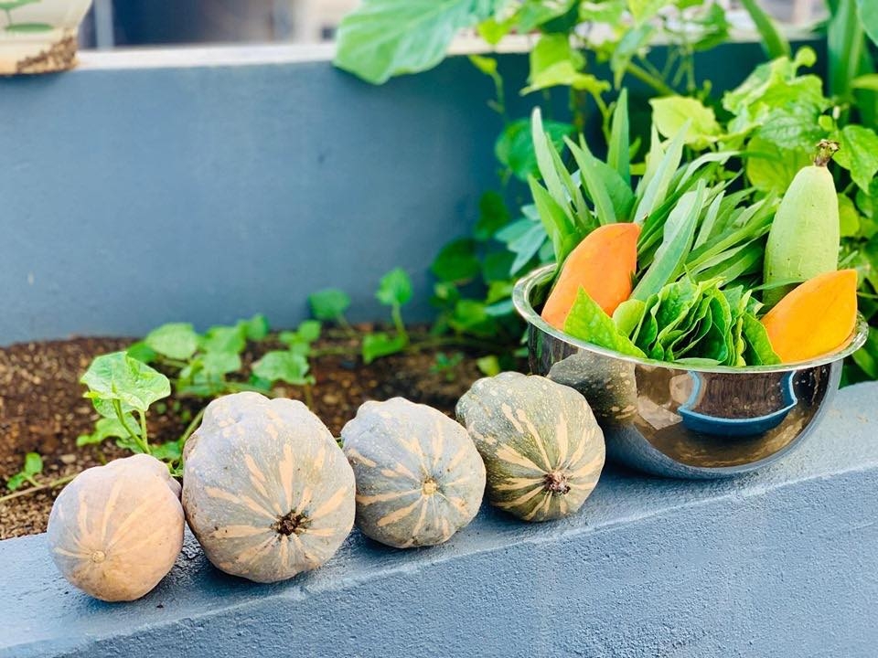 Sơn La: Vườn rau đủ loại xanh tốt trên sân thượng 50m2 của gia đình 4 người vuon rau du loai xanh tot tren san thuong 50m2 cua gia dinh 4 nguoi o son la
