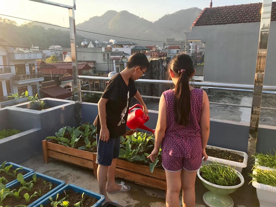 Sơn La: Vườn rau đủ loại xanh tốt trên sân thượng 50m2 của gia đình 4 người vuon rau du loai xanh tot tren san thuong 50m2 cua gia dinh 4 nguoi o son la