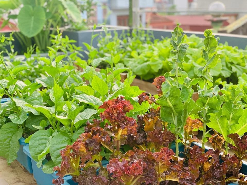 Sơn La: Vườn rau đủ loại xanh tốt trên sân thượng 50m2 của gia đình 4 người vuon rau du loai xanh tot tren san thuong 50m2 cua gia dinh 4 nguoi o son la