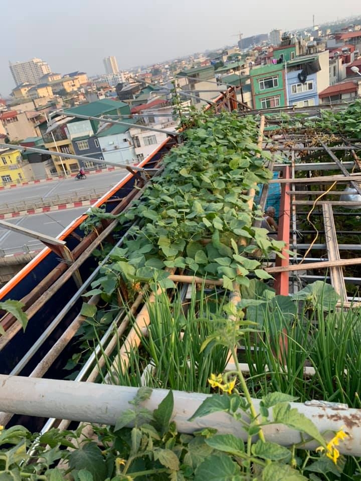 Vườn rau vụ đông tươi tốt trên sân thượng 50m2 của cô giáo mầm non Hà Nội vuon rau vu dong thu hoach moi tay khong het tren san thuong 50m2 cua co giao mam non ha noi