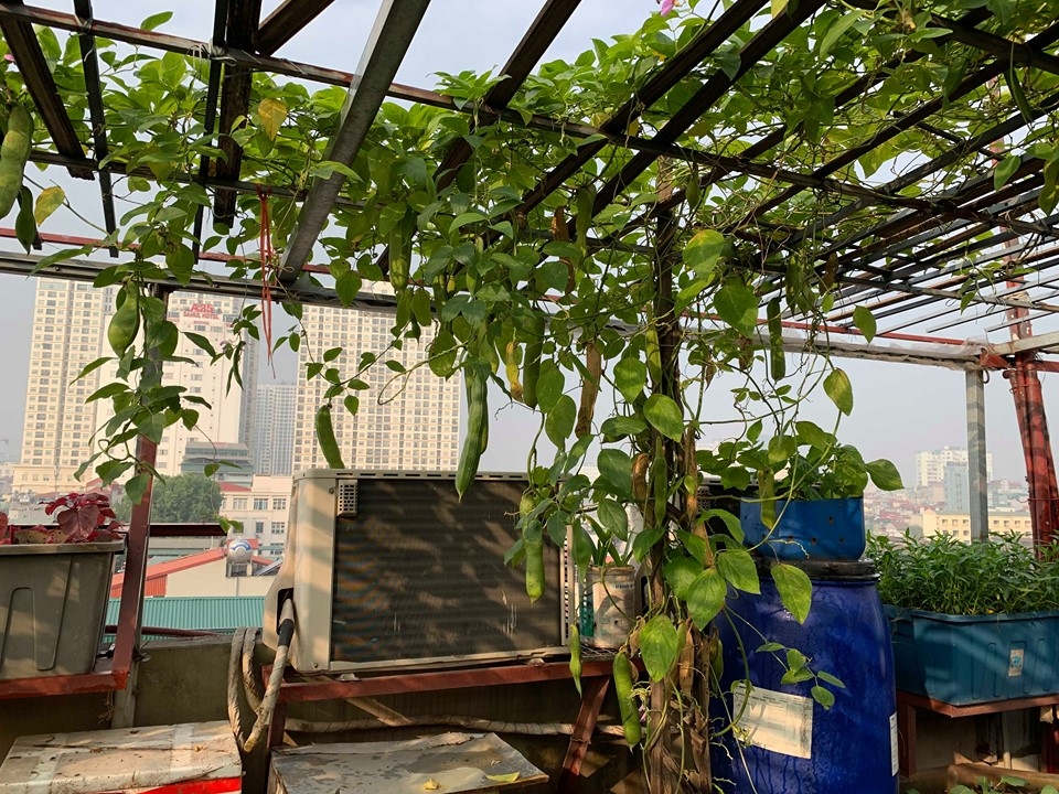 Vườn rau vụ đông tươi tốt trên sân thượng 50m2 của cô giáo mầm non Hà Nội vuon rau vu dong thu hoach moi tay khong het tren san thuong 50m2 cua co giao mam non ha noi