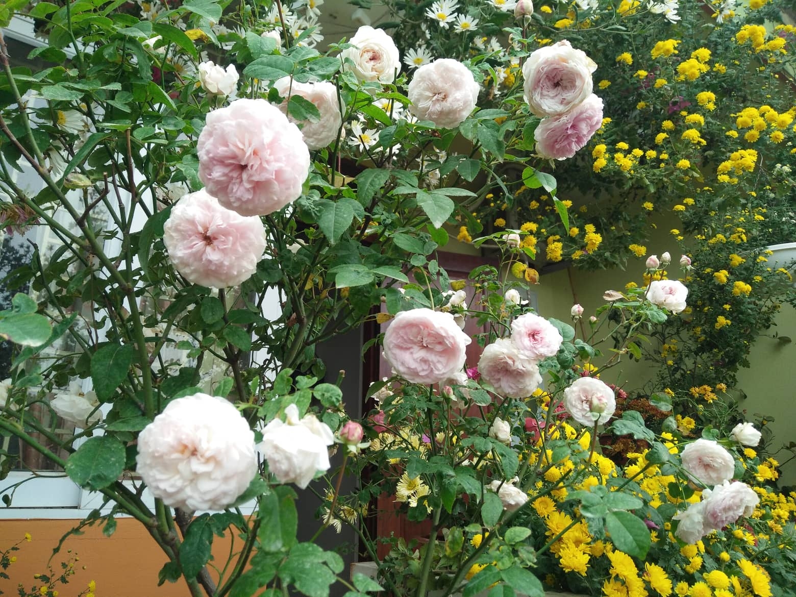 Ngắm những khóm cúc nở rộ bên hiên nhà của cô giáo ở Vĩnh Phúc ngam nhung khom cuc no ro ben hien nha cua co giao o vinh phuc