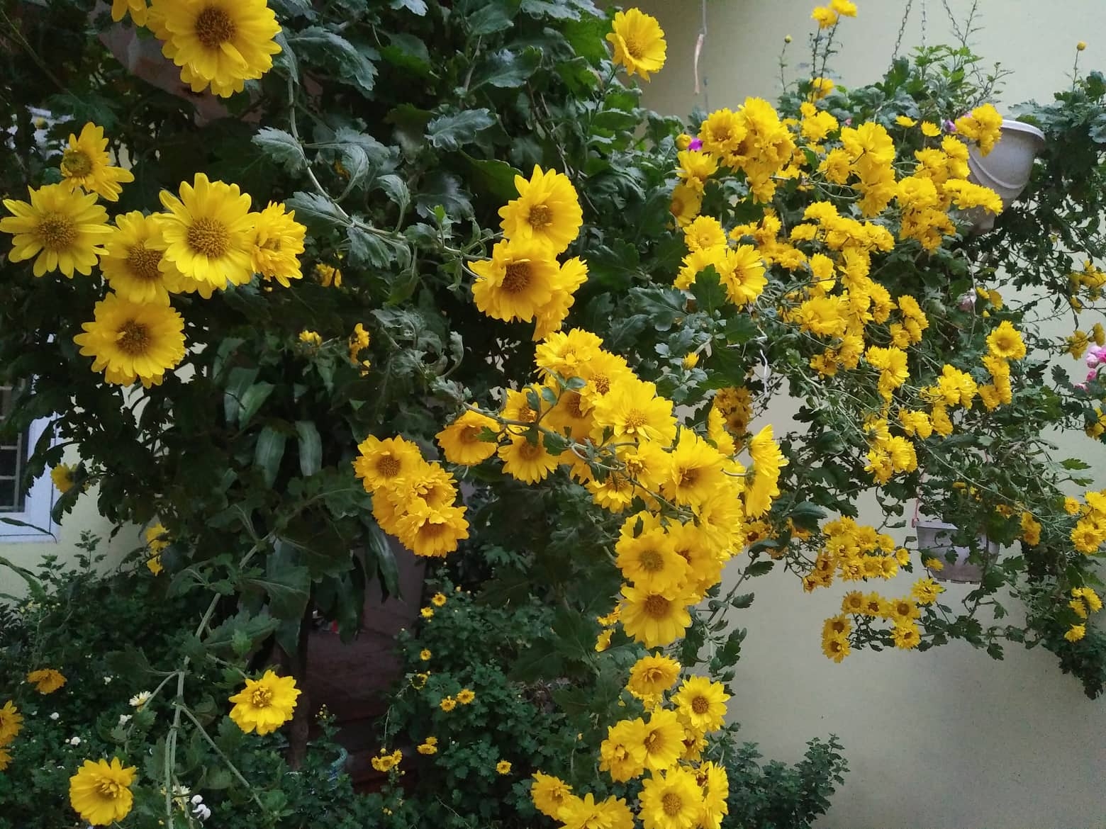 Ngắm những khóm cúc nở rộ bên hiên nhà của cô giáo ở Vĩnh Phúc ngam nhung khom cuc no ro ben hien nha cua co giao o vinh phuc
