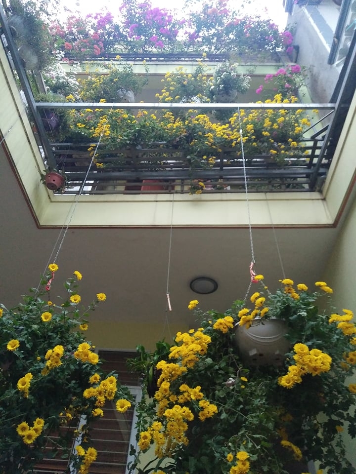 Ngắm những khóm cúc nở rộ bên hiên nhà của cô giáo ở Vĩnh Phúc ngam nhung khom cuc no ro ben hien nha cua co giao o vinh phuc