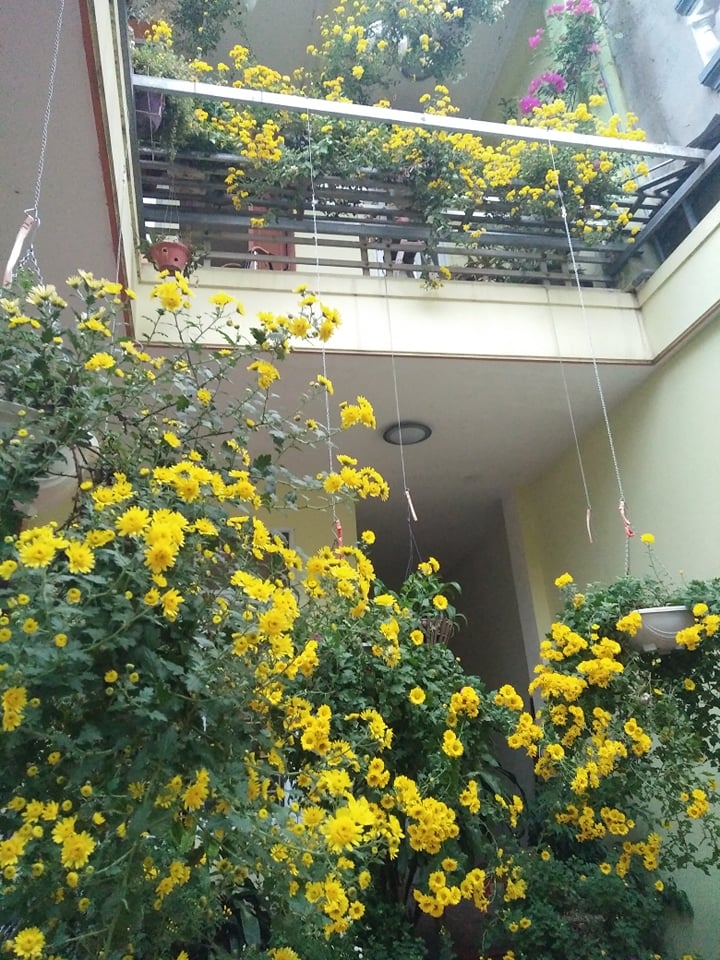 Ngắm những khóm cúc nở rộ bên hiên nhà của cô giáo ở Vĩnh Phúc ngam nhung khom cuc no ro ben hien nha cua co giao o vinh phuc