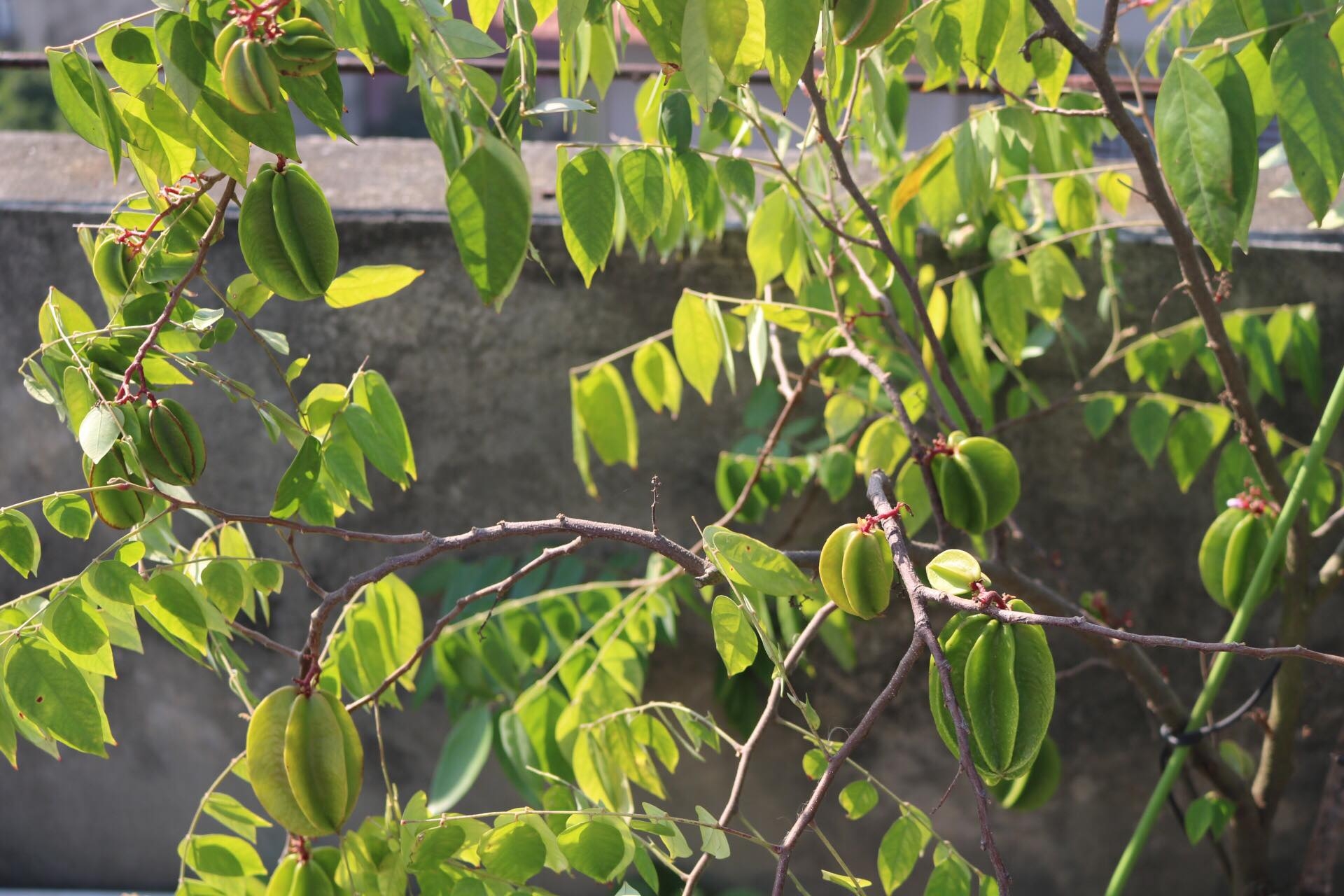 Sân thượng phủ kín màu xanh tươi với đủ loại rau quả sạch ở Hà Nội san thuong phu kin mau xanh tuoi voi du loai rau qua sach o ha noi