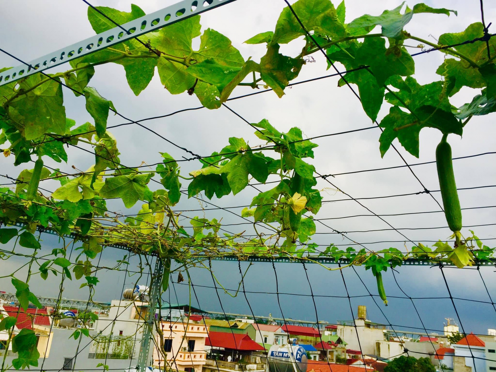 Sân thượng phủ kín màu xanh tươi với đủ loại rau quả sạch ở Hà Nội san thuong phu kin mau xanh tuoi voi du loai rau qua sach o ha noi
