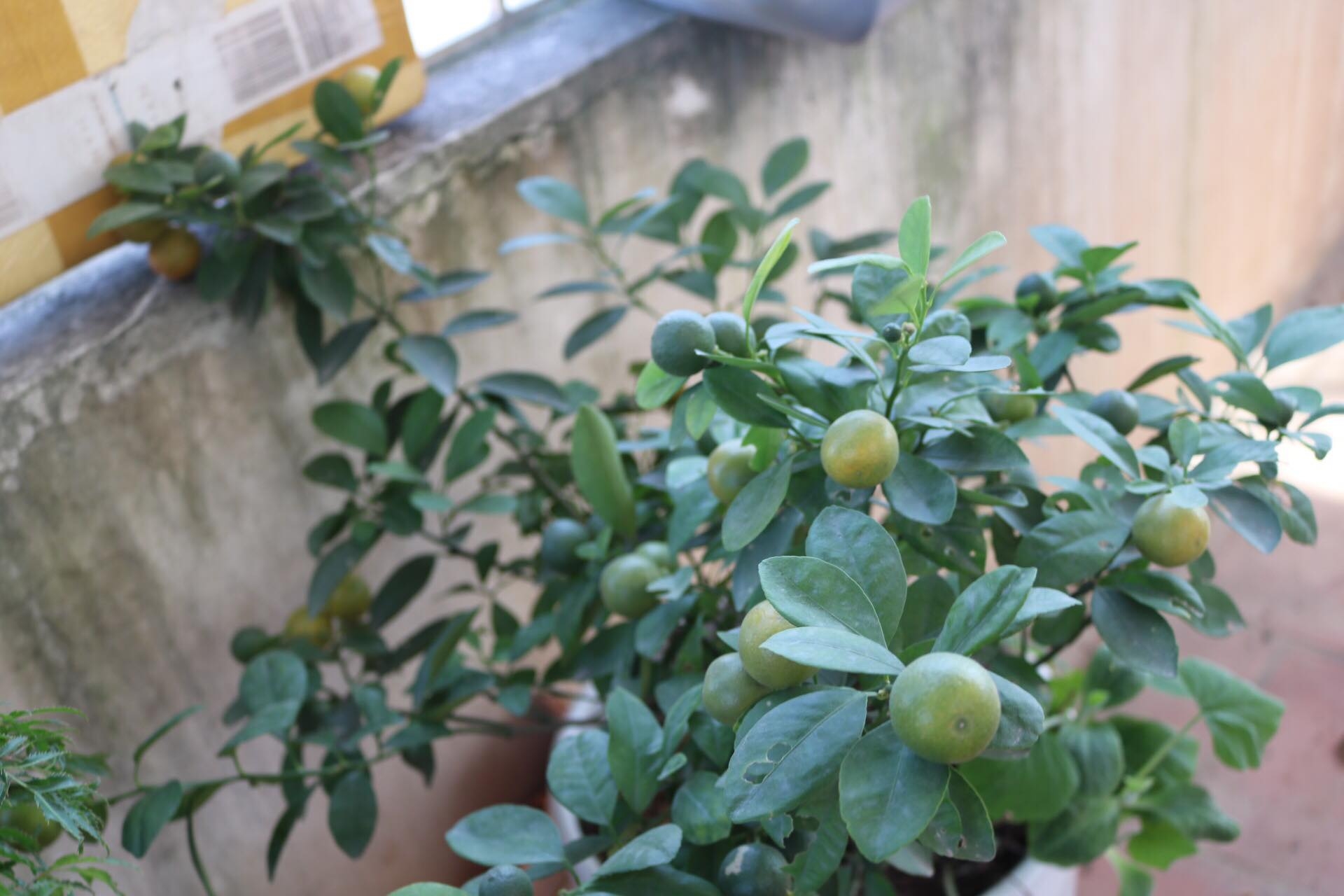 Sân thượng phủ kín màu xanh tươi với đủ loại rau quả sạch ở Hà Nội san thuong phu kin mau xanh tuoi voi du loai rau qua sach o ha noi