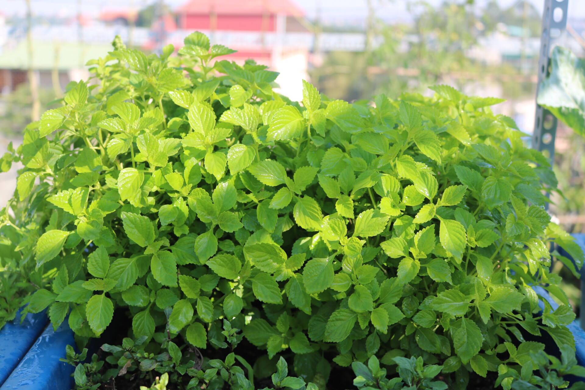 Sân thượng phủ kín màu xanh tươi với đủ loại rau quả sạch ở Hà Nội san thuong phu kin mau xanh tuoi voi du loai rau qua sach o ha noi