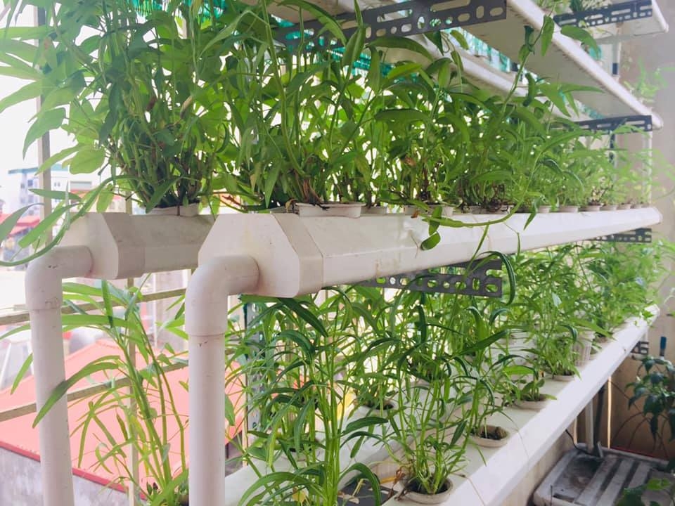 Sân thượng phủ kín màu xanh tươi với đủ loại rau quả sạch ở Hà Nội san thuong phu kin mau xanh tuoi voi du loai rau qua sach o ha noi