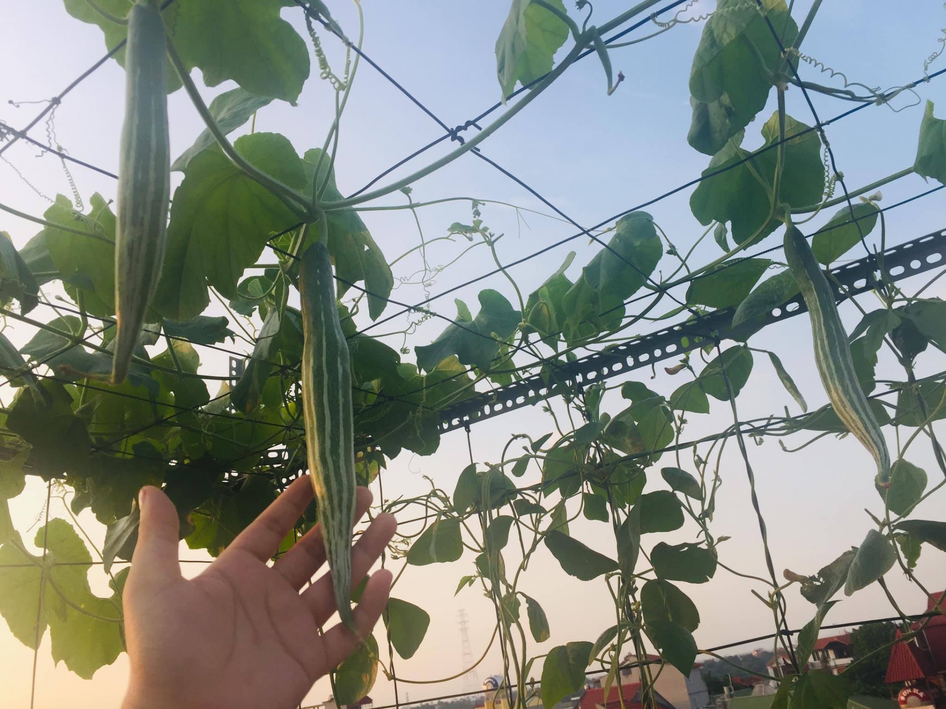 Sân thượng phủ kín màu xanh tươi với đủ loại rau quả sạch ở Hà Nội san thuong phu kin mau xanh tuoi voi du loai rau qua sach o ha noi