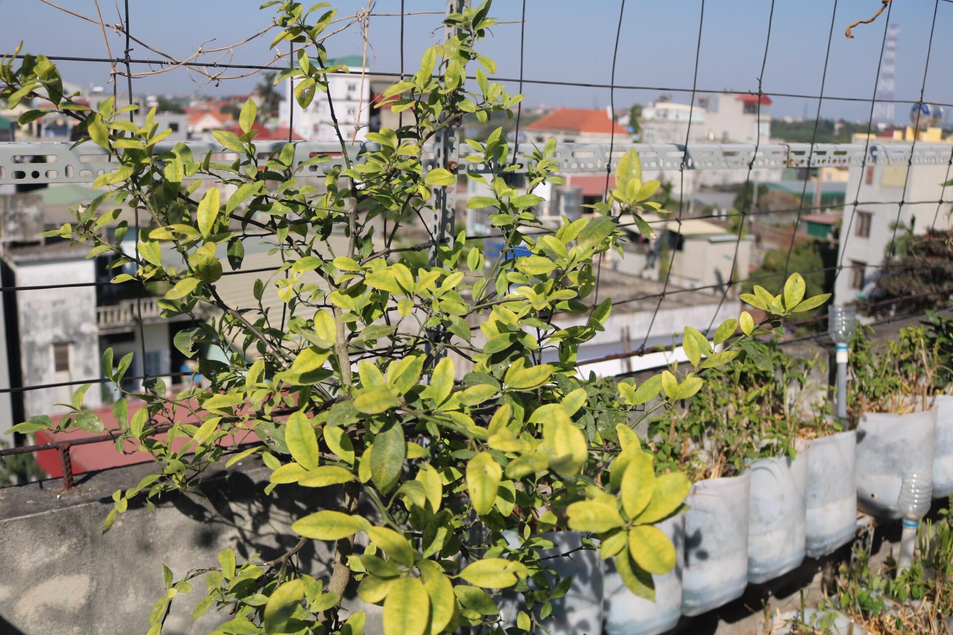 Sân thượng phủ kín màu xanh tươi với đủ loại rau quả sạch ở Hà Nội san thuong phu kin mau xanh tuoi voi du loai rau qua sach o ha noi