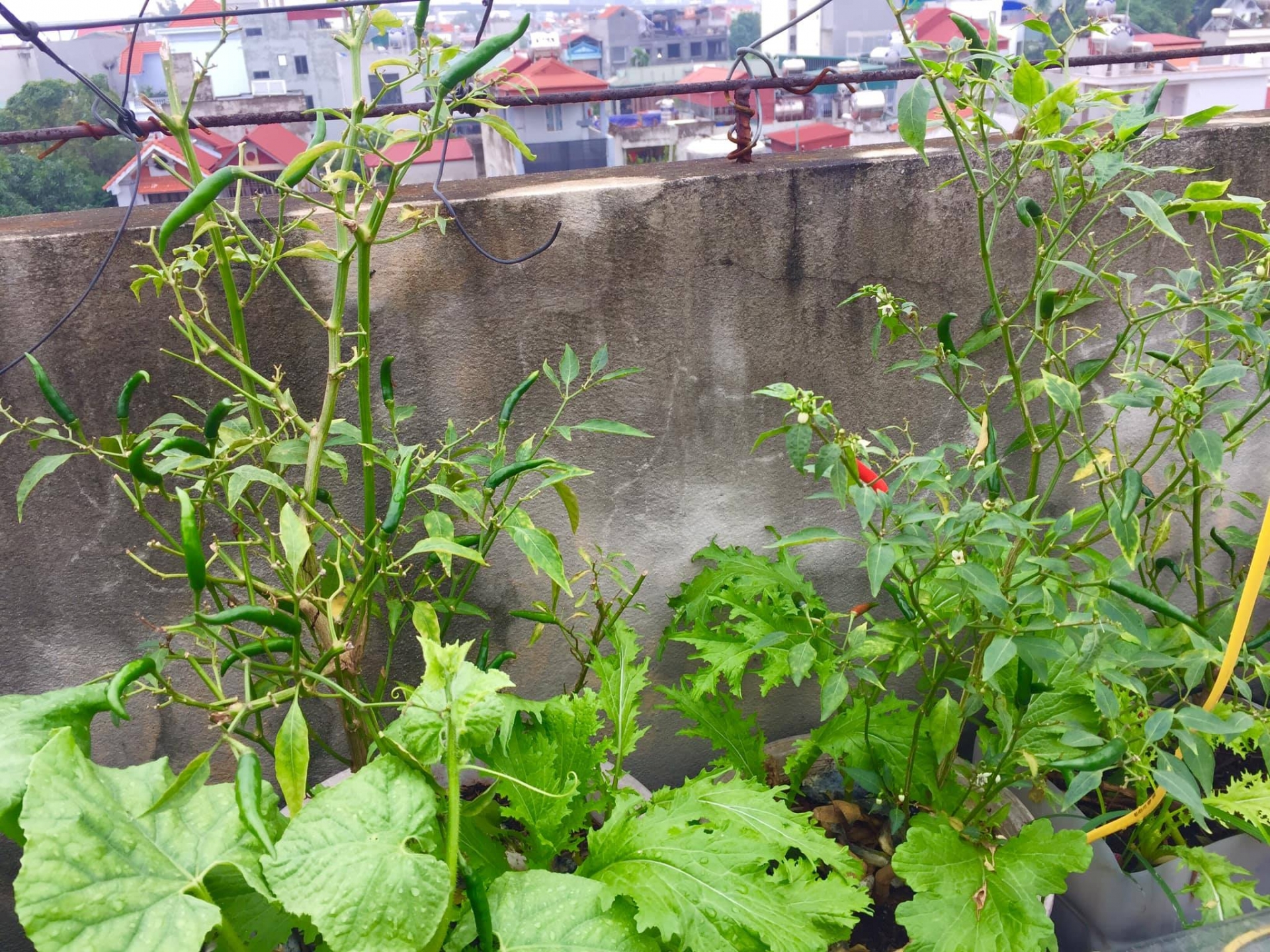 Sân thượng phủ kín màu xanh tươi với đủ loại rau quả sạch ở Hà Nội san thuong phu kin mau xanh tuoi voi du loai rau qua sach o ha noi