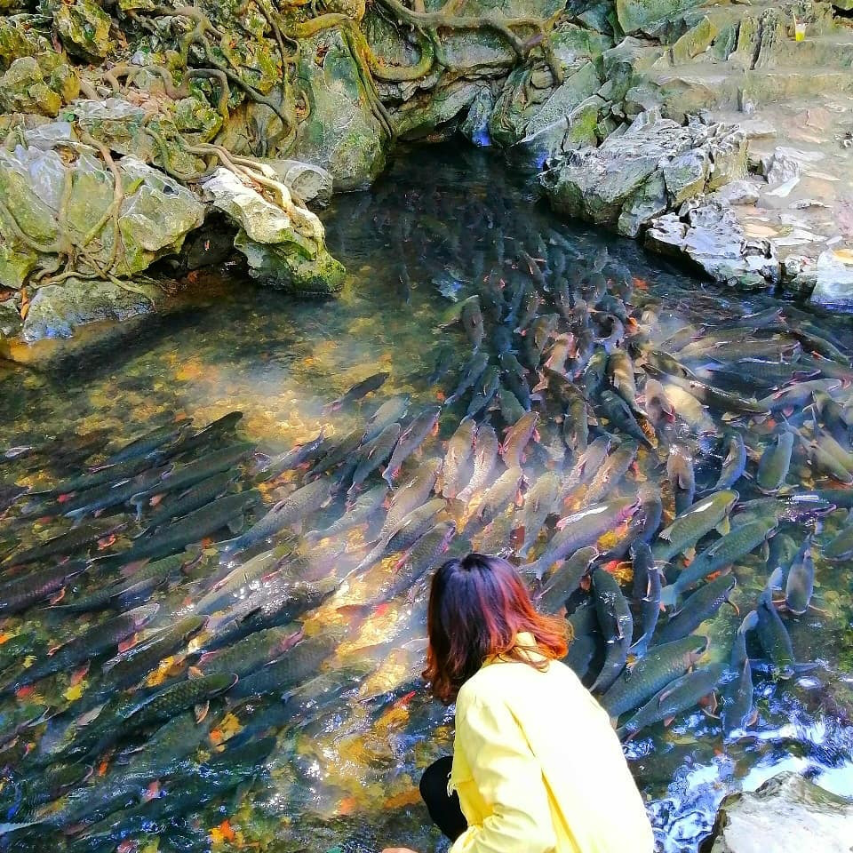 Cam Luong stream: home to 'soldier fish' that nobody dares catch Cam Luong stream: home to 'soldier fish' that nobody dares catch