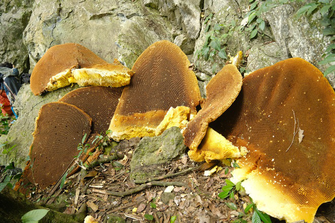 Spectacular Giant Honeybee Nests Hanging on Cliffs in Cao Bang Spectacular Giant Honeybee Nests Hanging on Cliffs in Cao Bang