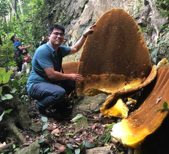 Spectacular Giant Honeybee Nests Hanging on Cliffs in Cao Bang Spectacular Giant Honeybee Nests Hanging on Cliffs in Cao Bang