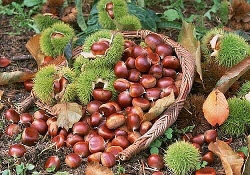 Must-try Delicacies in Cao Bang Province Must-try Delicacies in Cao Bang Province