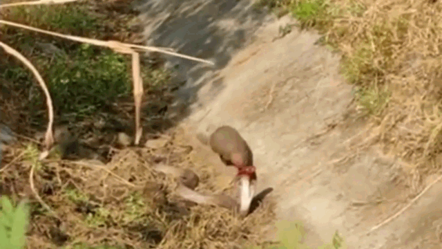 Video: Bị cầy mangut 