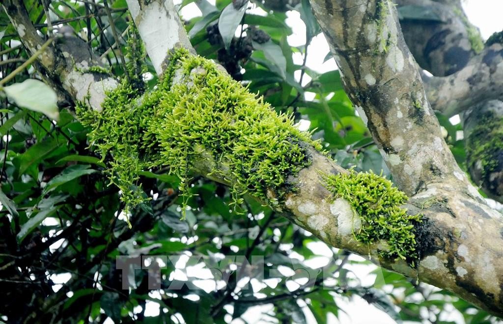 Sơn La: hàng trăm cây chè cổ thụ đủ điều kiện công nhận Sơn La: hàng trăm cây chè cổ thụ đủ điều kiện công nhận