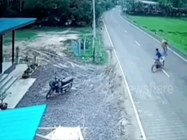 Video: Đang đi xe máy trên đường, người đàn ông bất ngờ bị bò 