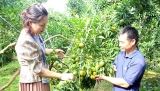 ບັກຢ່າງ ໜູນຊ່ວຍແຂວງໄຊສົມບູນ (ລາວ) ປະຕິບັດຮູບແບບການຜະລິດກະສິກຳ