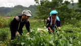 ແຂວງ ລາຍເຈົາ ສົ່ງເສີມຜະລິດຕະພັນຊາເຂົ້າຕະຫຼາດ ຕາເວັນອອກກາງ, ອາຟຣີກາເໜືອ ແລະ ອາຊີໃຕ້
