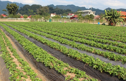 ກະສິກຳສົມທົບກັບການລົງຕົວຈິງ, ຮູບແບບການທ່ອງທ່ຽວທີ່ເປັນເອກະລັກສະເພາະຢູ່ ແຂວງ ເຊີນລາ