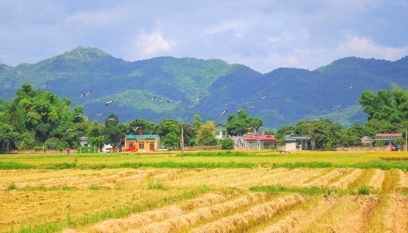 ຊົມ “ລະດູສຸກເຫຼືອງ” ຢູ່ທົ່ງນາໃຫຍ່ທີ່ສຸດ ເຂດຕາເວັນຕົກສ່ຽງເໜືອ ຊົມ “ລະດູສຸກເຫຼືອງ” ຢູ່ທົ່ງນາໃຫຍ່ທີ່ສຸດ ເຂດຕາເວັນຕົກສ່ຽງເໜືອ