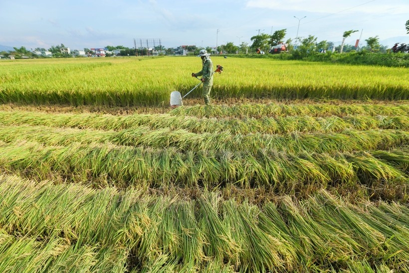 ຊົມ “ລະດູສຸກເຫຼືອງ” ຢູ່ທົ່ງນາໃຫຍ່ທີ່ສຸດ ເຂດຕາເວັນຕົກສ່ຽງເໜືອ ຊົມ “ລະດູສຸກເຫຼືອງ” ຢູ່ທົ່ງນາໃຫຍ່ທີ່ສຸດ ເຂດຕາເວັນຕົກສ່ຽງເໜືອ