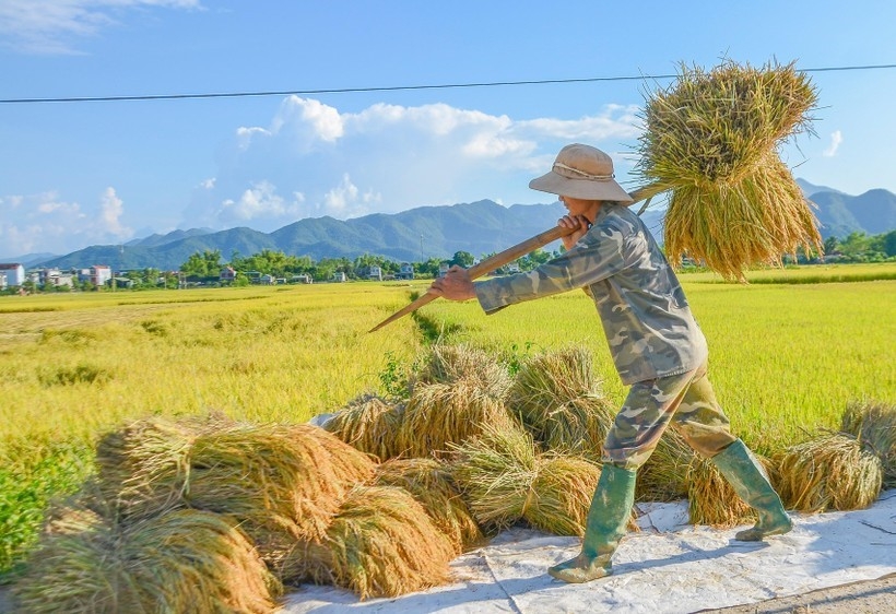 ຊົມ “ລະດູສຸກເຫຼືອງ” ຢູ່ທົ່ງນາໃຫຍ່ທີ່ສຸດ ເຂດຕາເວັນຕົກສ່ຽງເໜືອ ຊົມ “ລະດູສຸກເຫຼືອງ” ຢູ່ທົ່ງນາໃຫຍ່ທີ່ສຸດ ເຂດຕາເວັນຕົກສ່ຽງເໜືອ