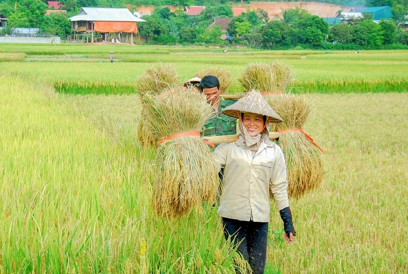 ຊົມ “ລະດູສຸກເຫຼືອງ” ຢູ່ທົ່ງນາໃຫຍ່ທີ່ສຸດ ເຂດຕາເວັນຕົກສ່ຽງເໜືອ ຊົມ “ລະດູສຸກເຫຼືອງ” ຢູ່ທົ່ງນາໃຫຍ່ທີ່ສຸດ ເຂດຕາເວັນຕົກສ່ຽງເໜືອ