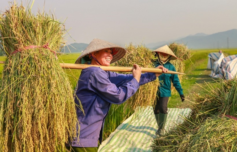 ຊົມ “ລະດູສຸກເຫຼືອງ” ຢູ່ທົ່ງນາໃຫຍ່ທີ່ສຸດ ເຂດຕາເວັນຕົກສ່ຽງເໜືອ ຊົມ “ລະດູສຸກເຫຼືອງ” ຢູ່ທົ່ງນາໃຫຍ່ທີ່ສຸດ ເຂດຕາເວັນຕົກສ່ຽງເໜືອ