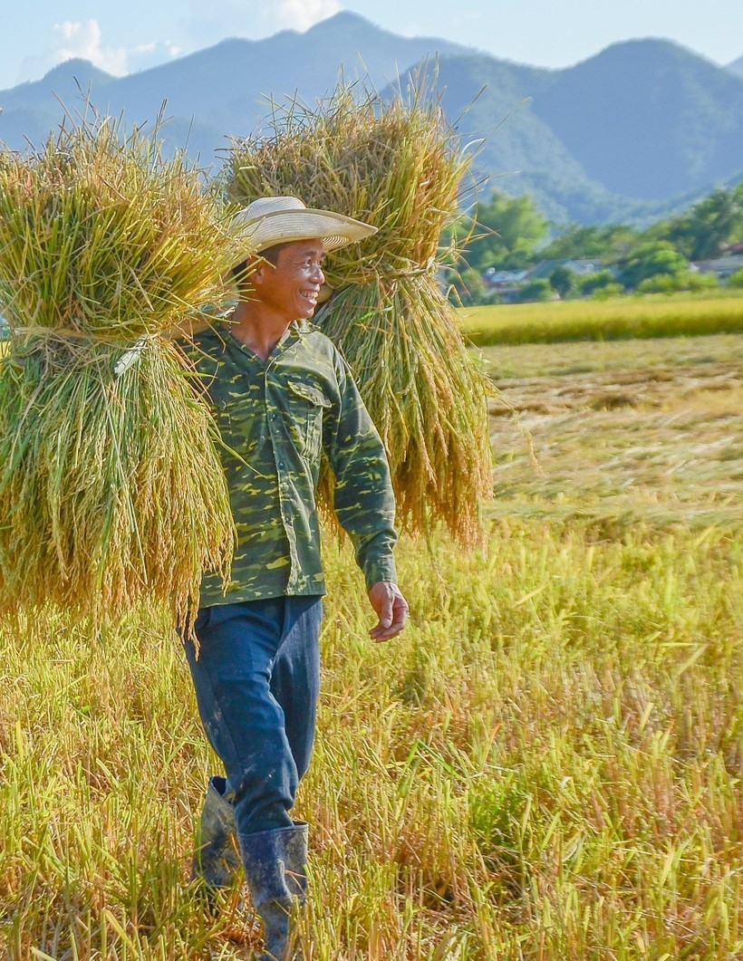 ຊົມ “ລະດູສຸກເຫຼືອງ” ຢູ່ທົ່ງນາໃຫຍ່ທີ່ສຸດ ເຂດຕາເວັນຕົກສ່ຽງເໜືອ ຊົມ “ລະດູສຸກເຫຼືອງ” ຢູ່ທົ່ງນາໃຫຍ່ທີ່ສຸດ ເຂດຕາເວັນຕົກສ່ຽງເໜືອ